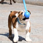 Entrenamiento de perros