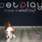 bulldog-petplay