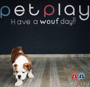bulldog-petplay