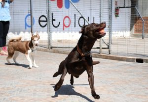 labrador-pelota
