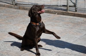 labrador-petplay