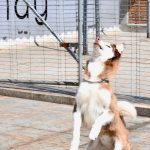 pelota-husky