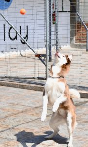 pelota-husky